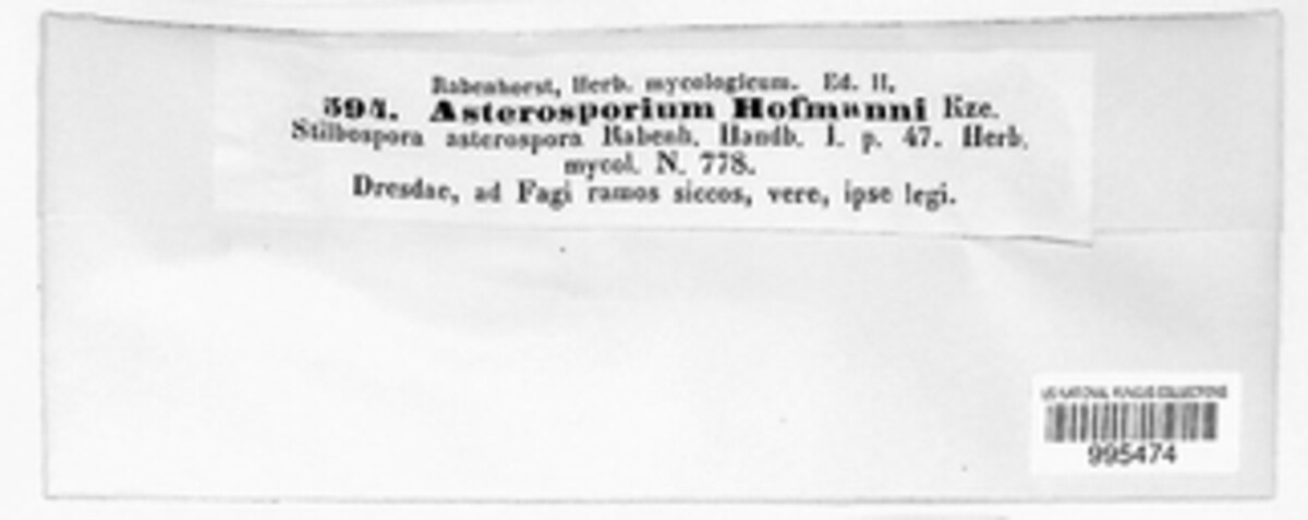 Asterosporium image